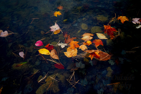 Floating Foliage