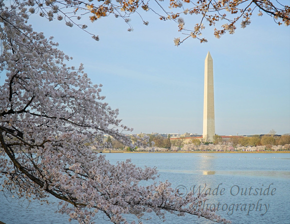 "Spring In Washington"